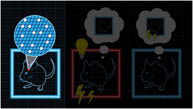 Erasing and Implanting Human Memory | Biology Science Fair Project Ideas